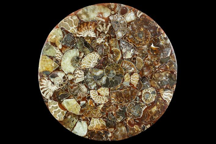 Composite Plate Of Agatized Ammonite Fossils #107336